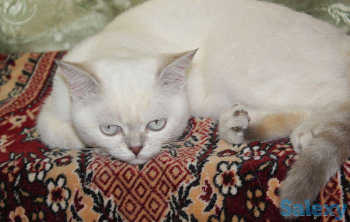 Нежное облако, фотография 1