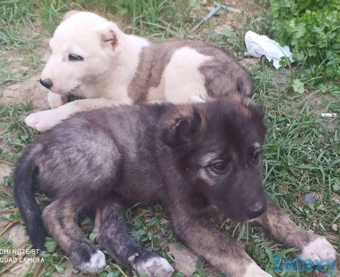 Кавказцы, фотография 4