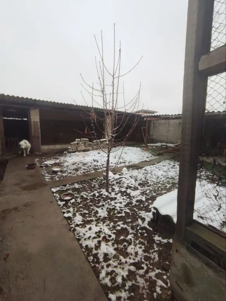 Продаётся участок с домом, Юккоричирчикский р-н Гулистан Правда, фотография 3