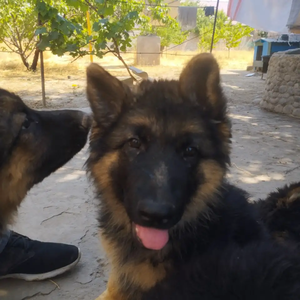 Щенки немецкой овчарки, фотография 5