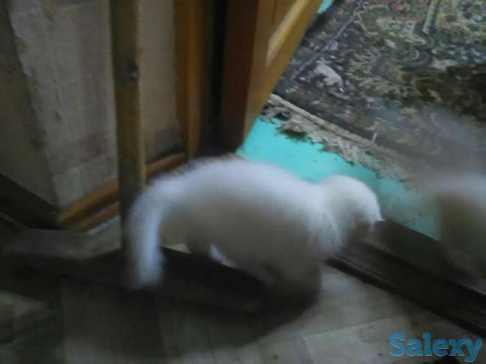 Продам котят возраст 1 месяц, фотография 4