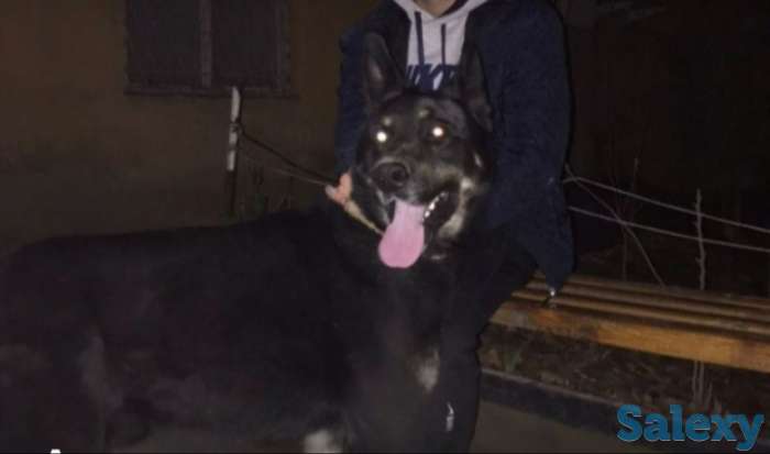 Продаются щенки ВЕО, фотография 2