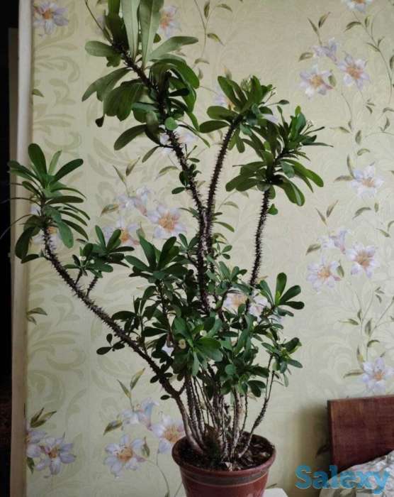 Комнатные растения на любой вкус!, фотография 6