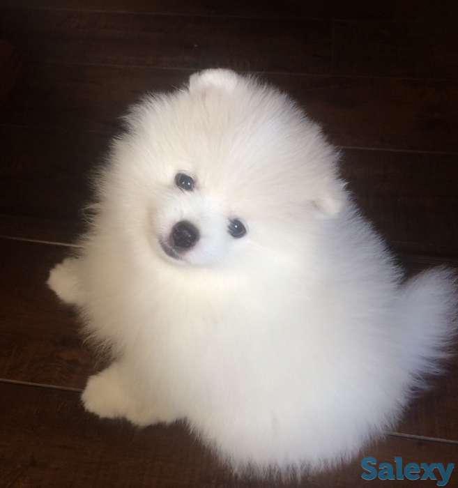 Продаются Шпицы, фотография 1