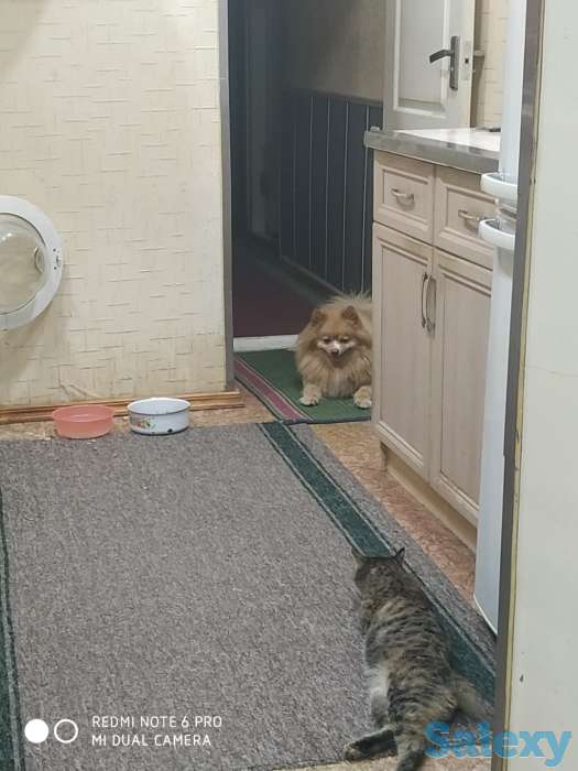 Шпиц для вязки 4 года привозной Томский питомник клейменый имеется чип, фотография 2