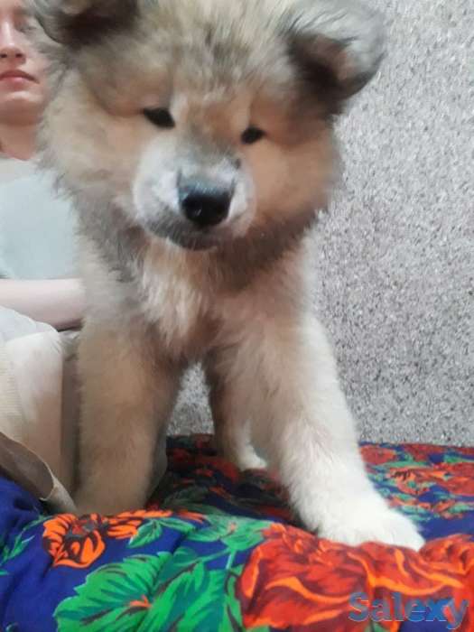 Акита от чемпиона, фотография 4