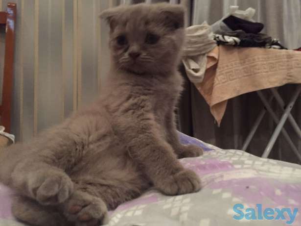 Котята, фотография 1