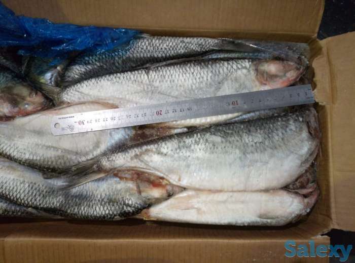 Замороженная рыба оптом минтай, горбуша, навага, сельдь ДЕШЕВО, фотография 10