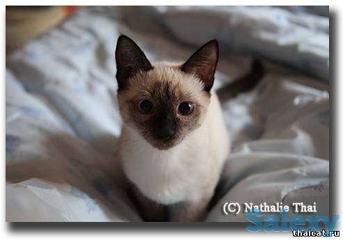 Элитные  сиамские котята, фотография 1