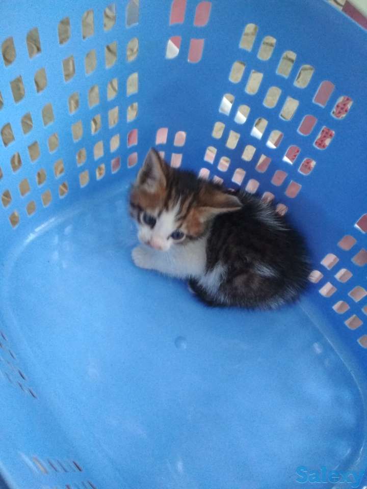Отдам котенка в хорошие руки, фотография 2
