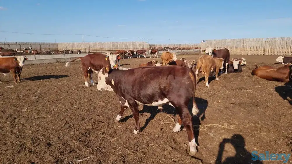 Qozog'istondan kelgan buqalar/Быки откормленные с Казахстана, фотография 3