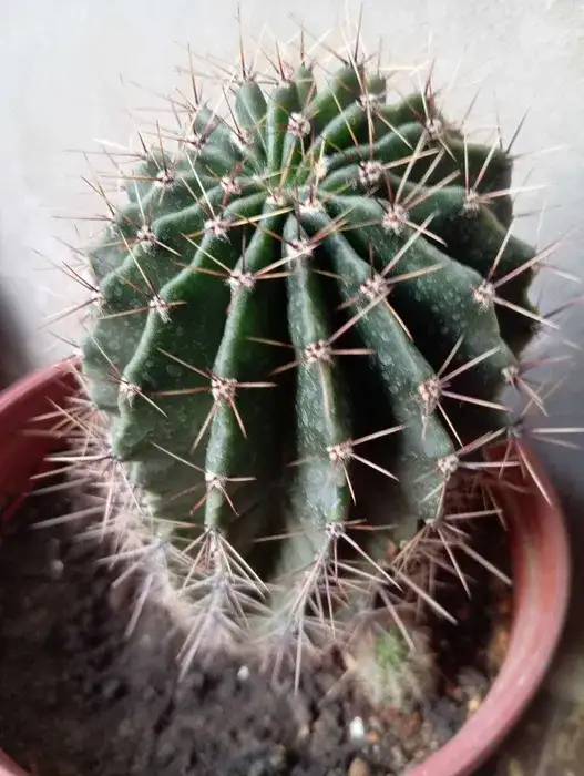 Срочно продам комнатные растения, фотография 2