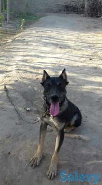 Stafford satiladi, фотография 1