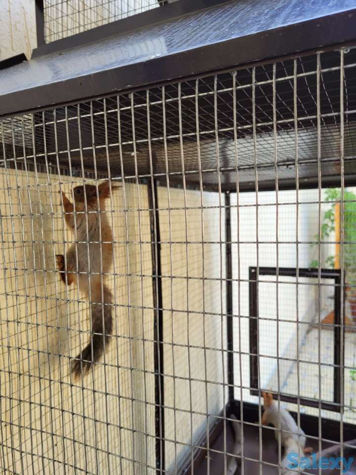 Белочки красивые, парочка, фотография 1