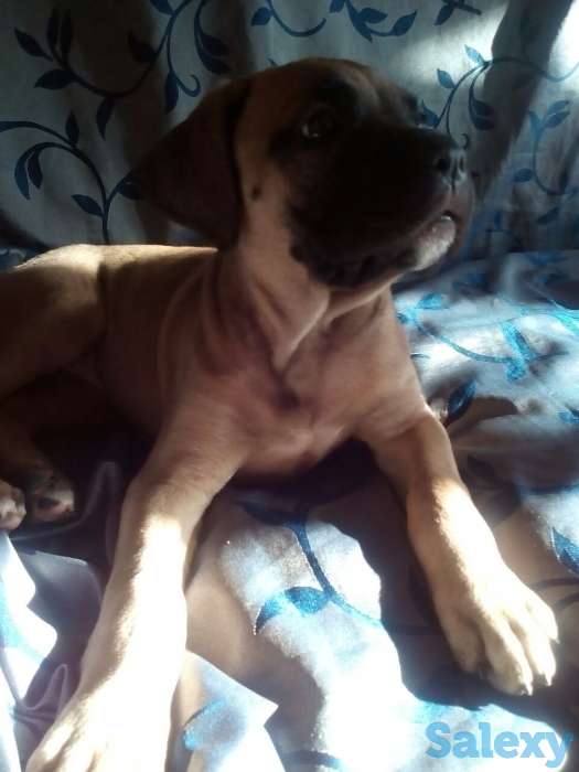 Продается щенок бульмастиф девочка два месяца, фотография 1