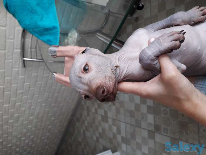 Щенки Ксолотицкунтли мини, фотография 7