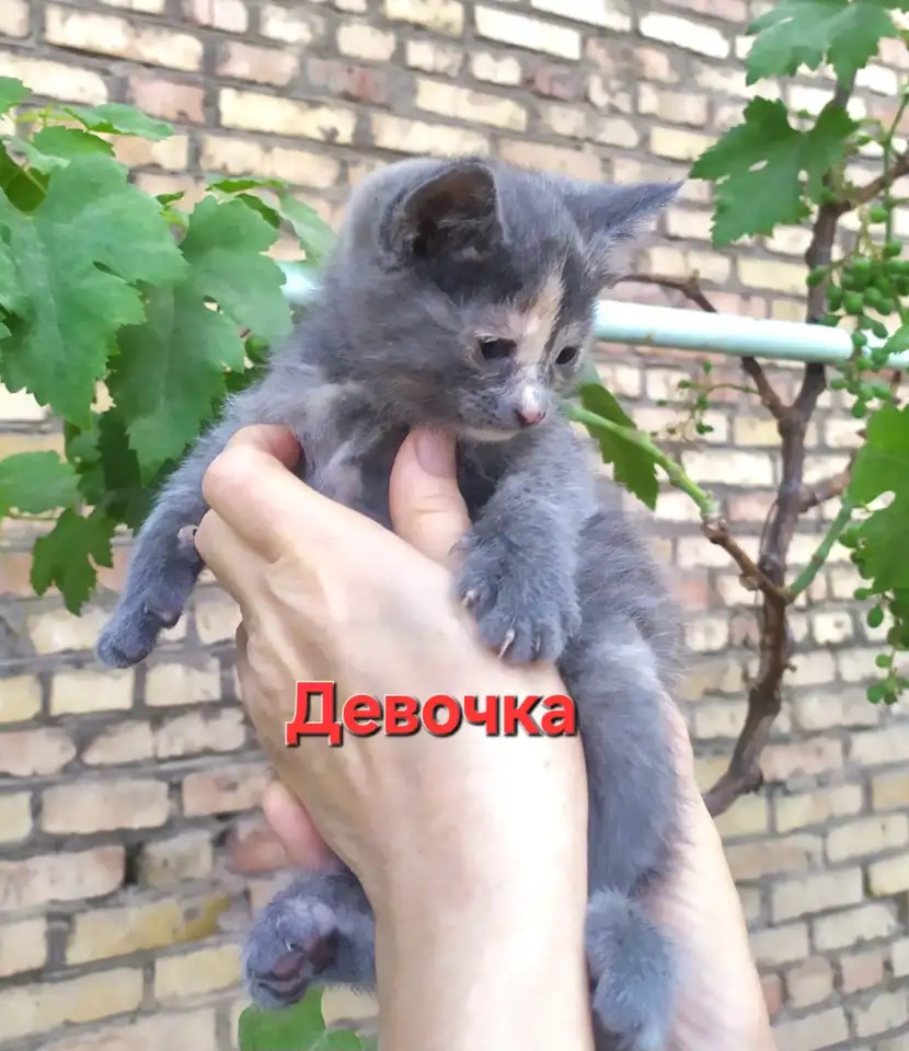 Красивые котята в поисках своего любящего хозяина, фотография 3