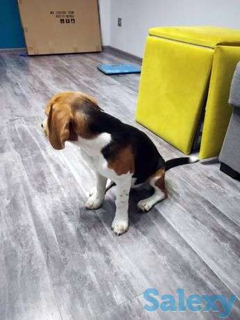 Продам собаку, порода Бигль, фотография 1