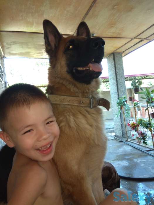 Продаю щенков немецкой овчарки, фотография 2