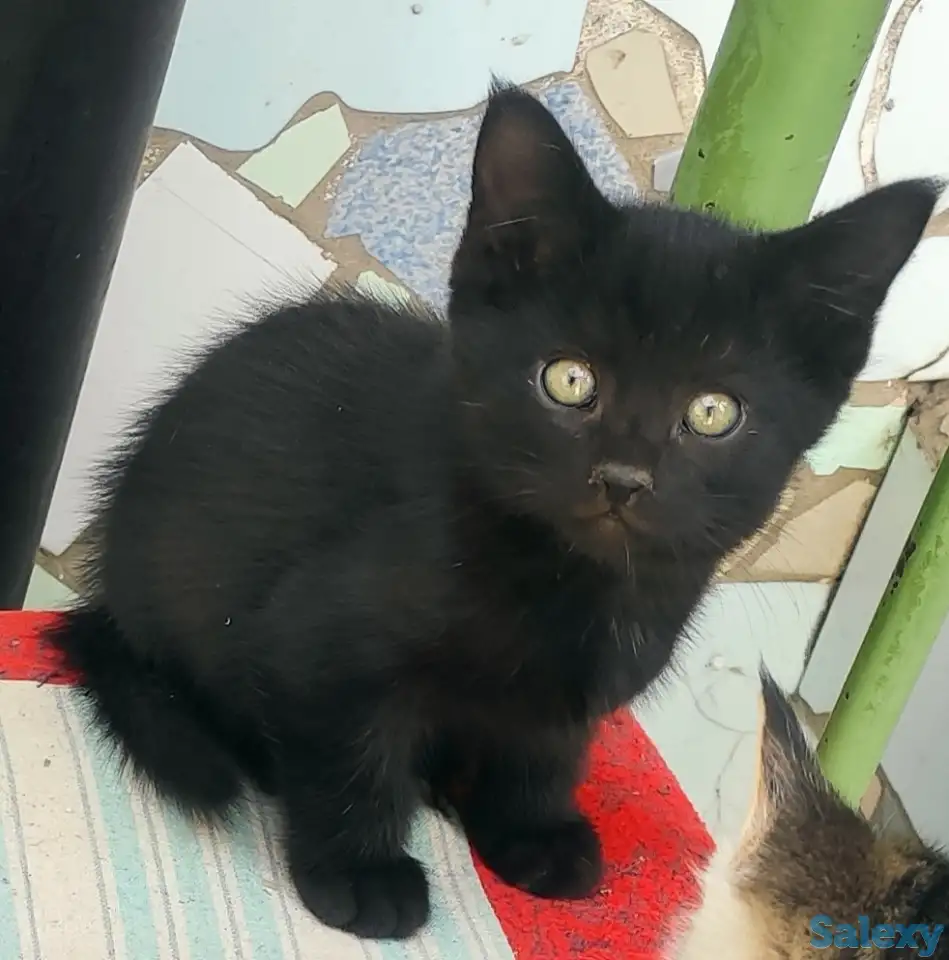 Отдаем котят в хорошие руки, фотография 3