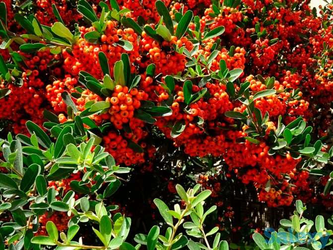 Садовое растетение Пиракантка 65-75 см от Bahor Gullari!, фотография 2