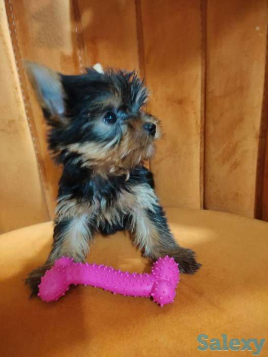 Продаются клубные щенки йоркширского терьера миники., фотография 6