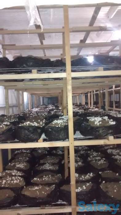 готовим на заказ компост и мицелий, фотография 4