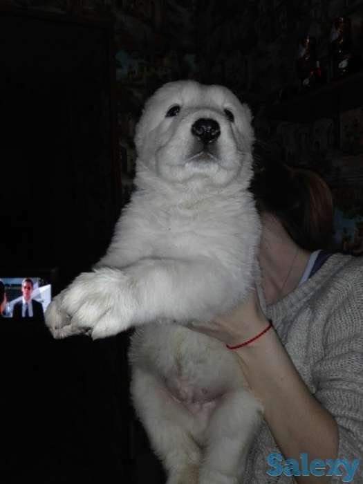 Продается щенок алабая, фотография 2