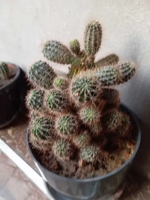 Срочно продам комнатные растения, фотография 6