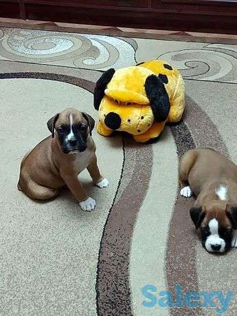 Новогодняя распродажа немецкий боксер, фотография 1