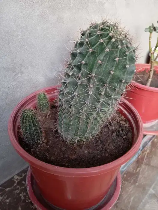 Срочно продам комнатные растения, фотография 3