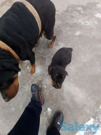 РОТВЕЙЛЕР КУЧУК сотилади эркак. 1дона, фотография 1