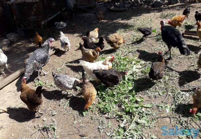 Продам Дачу, Ташкентская область, фотография 4