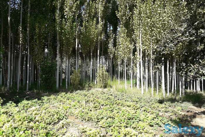 Продам Дачу, Ташкентская область, фотография 3