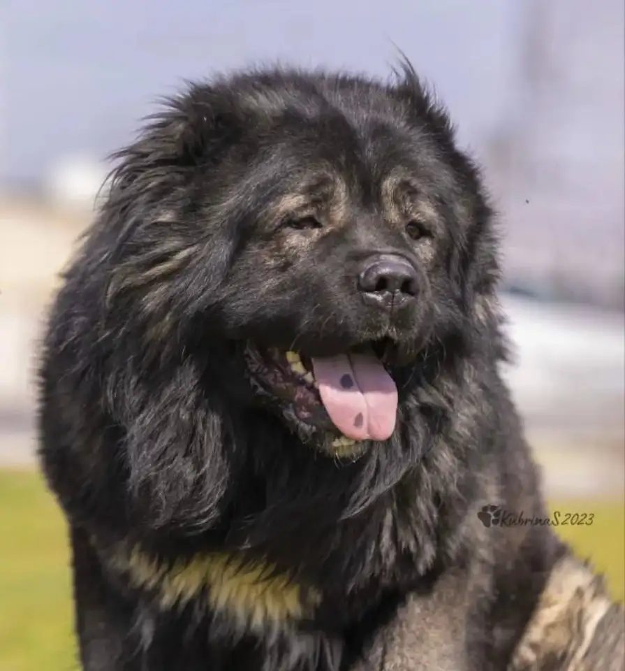 Щенки кавказской овчарки, фотография 2