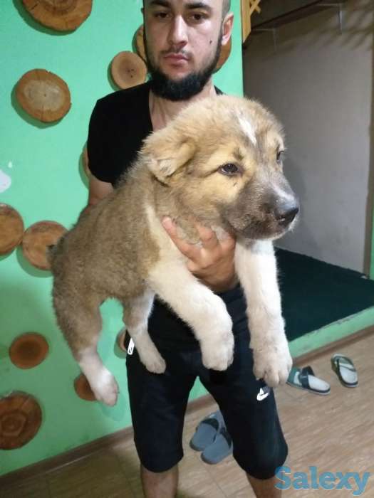 Среднеазиатское овчарка Алабай, фотография 2