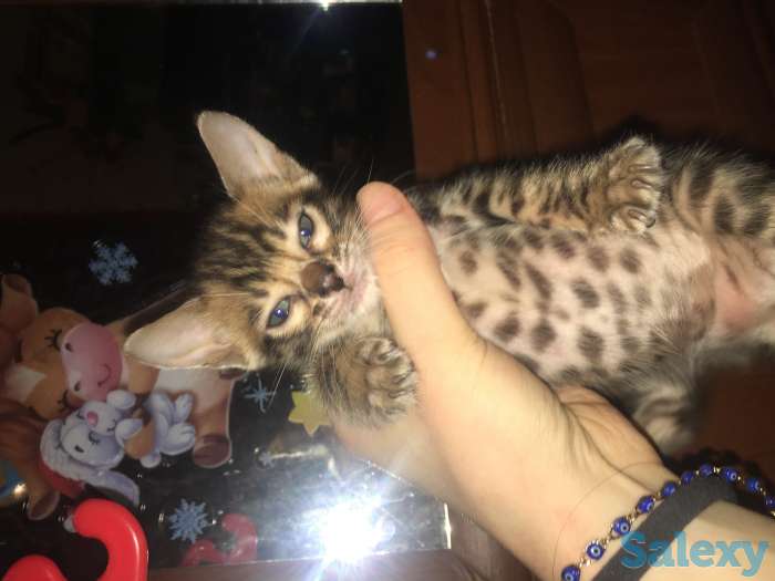 Чистокровные бенгальские котята, фотография 1