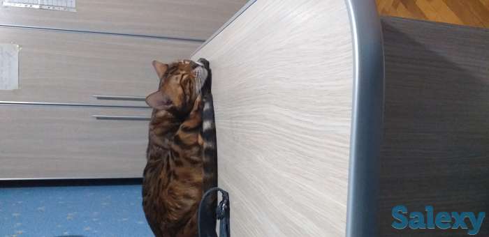 Бингальский кот, родословный, с документами и прививками, фотография 1