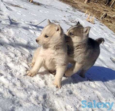 Продаются щенки сибирской хаски., фотография 1