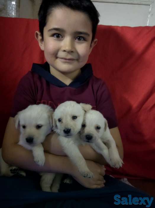 Продаются щенки Лабрадора, фотография 3