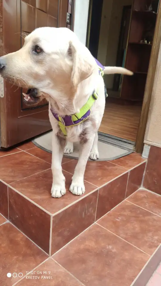 Отдам собаку в хорошие руки., фотография 2