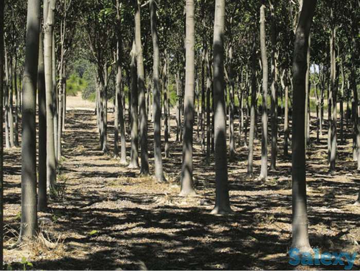 Павловния, фотография 4