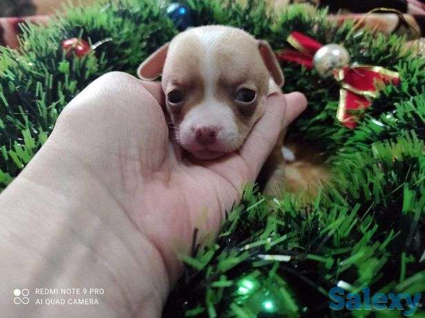 К продаже готовятся прекрасные щенки Чихуахуа., фотография 1