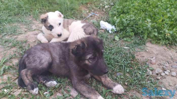 Кавказцы, фотография 6