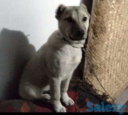 Продам собачку алабай, фотография 1