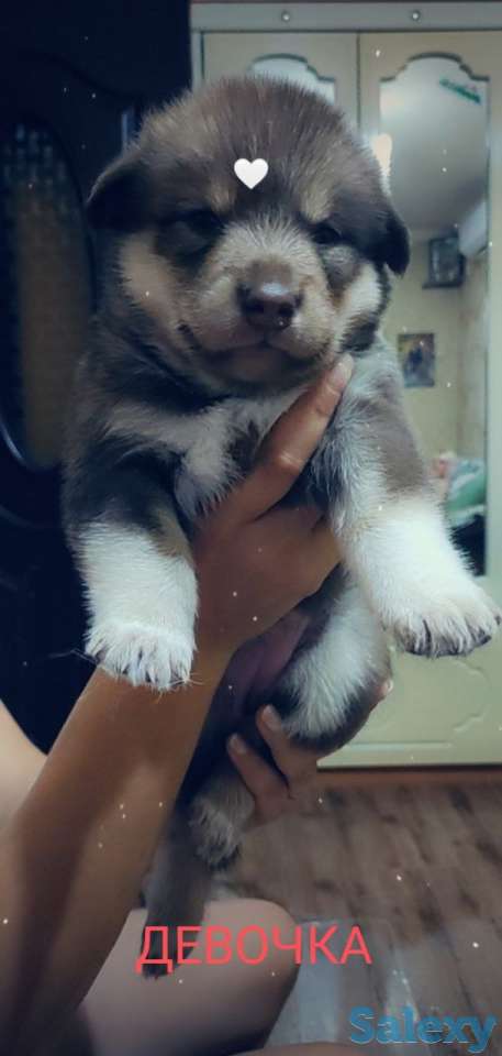 Продаются щенки Аляскинского маламута, фотография 6