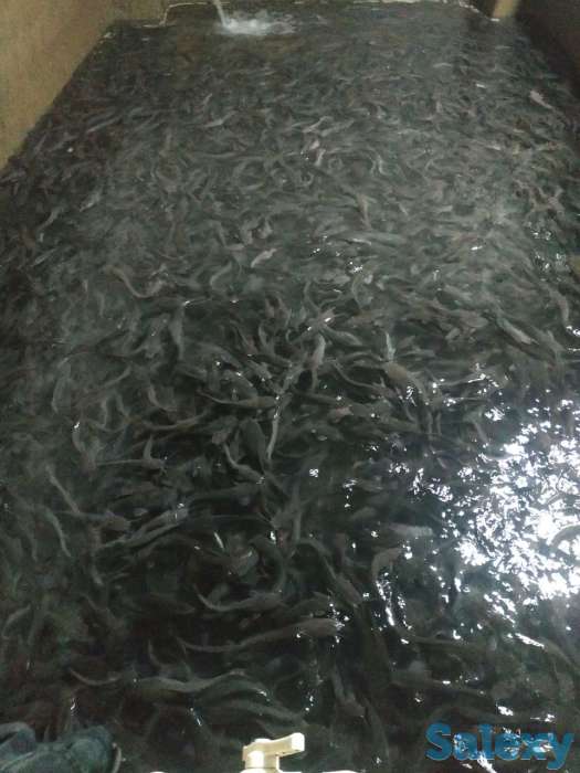 Продаётся рыбное хозяйство, готовый бизнес., фотография 3