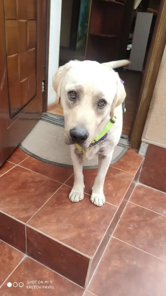 Отдам собаку в хорошие руки., фотография 1