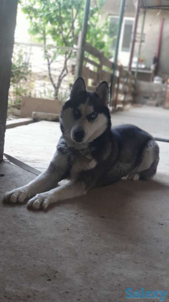 Сибирская хаски родословная девочка по кличке Тайга, фотография 1