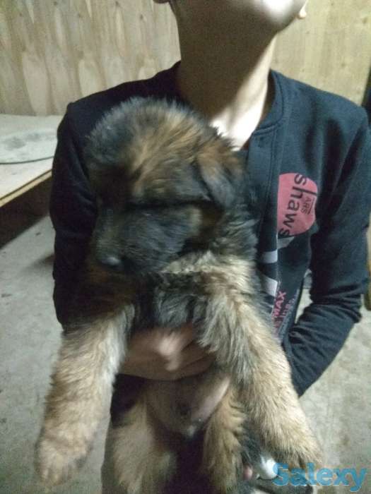 Продаю щенков немецкой овчарки, фотография 5